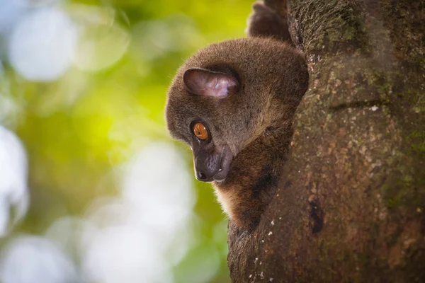 Lemur — Stockfoto