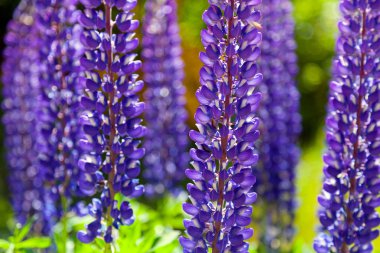 Lupines Dağları
