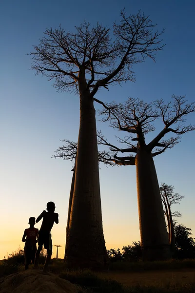 Boys on Baobab alley — Stock Photo, Image