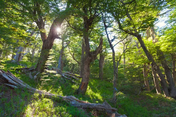 Spring forest — Stock Photo, Image