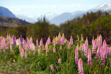 Buenos Aires'te bahar