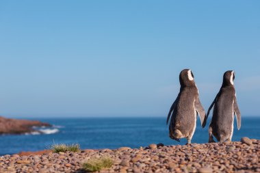 A couple of Magellanic penguin clipart