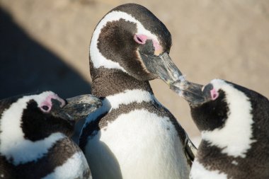 Macellan pengueni Atlantik kıyısında