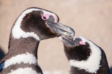 Macellan pengueni Atlantik kıyısında