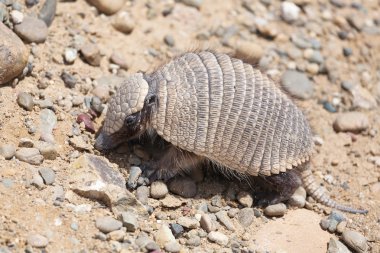 Armadillo
