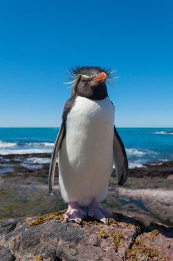 Rockhopper penguin,Patagonia clipart