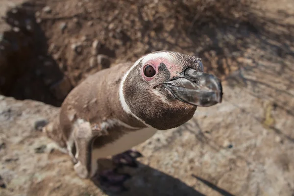 Pinguino magellanico che guarda nella macchina fotografica — Foto Stock