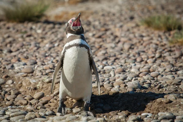 麦哲伦企鹅哭声在海滩上 — 图库照片