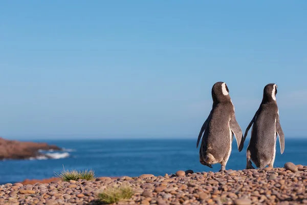 Um par de pinguins de Magalhães — Fotografia de Stock