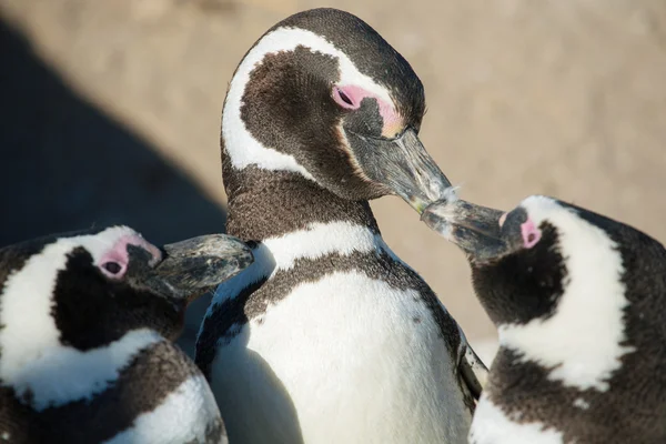 Pingwin magellański na wybrzeżu Atlantyku — Zdjęcie stockowe