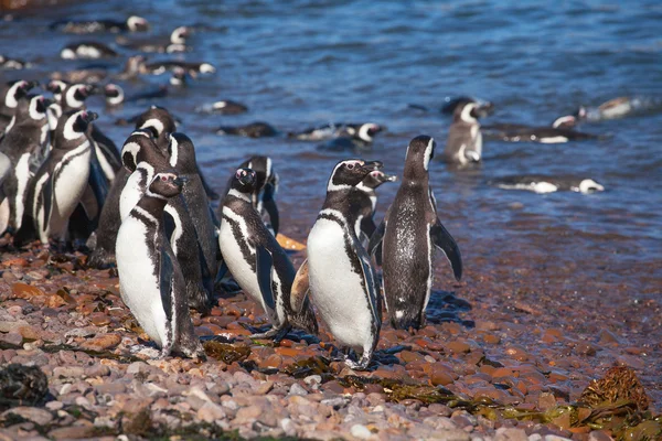 Pingüino magallánico en la costa atlántica — Foto de Stock