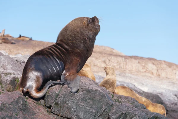 Sea lions in Patagonia — Stock Photo, Image