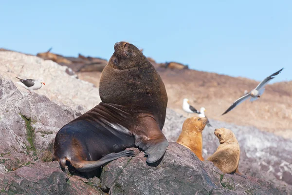 Sjölejon i Patagonien — Stockfoto