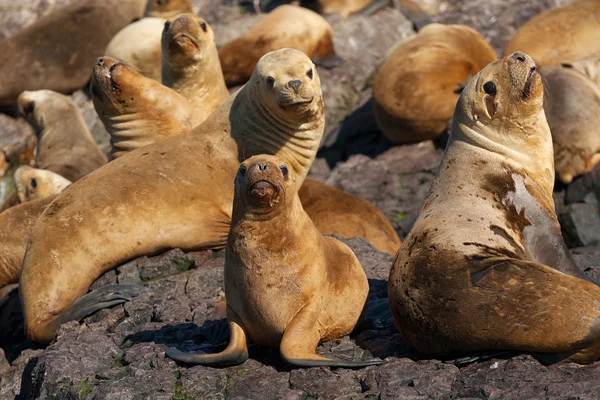 Sea lions in Patagonia — Stock Photo, Image