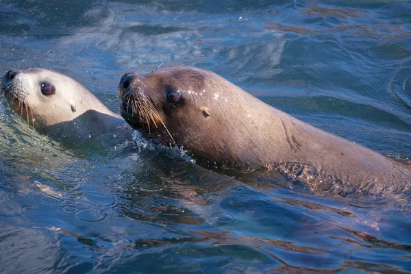 Seelöwen in Patagonien — Stockfoto