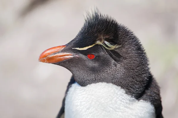 Rockhopper 企鹅在巴塔哥尼亚 — 图库照片