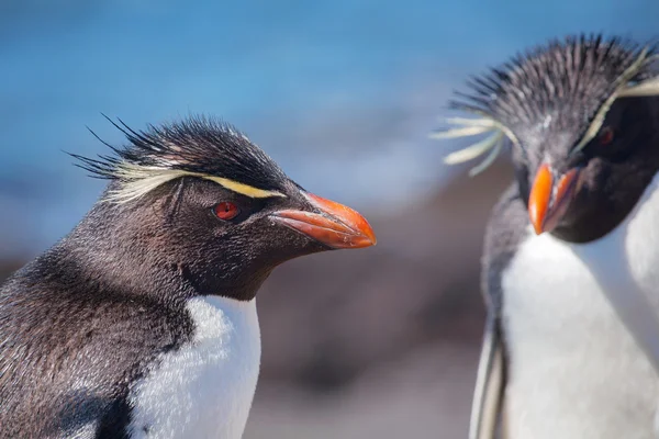 Pingüino Rockhopper en Patagonia —  Fotos de Stock