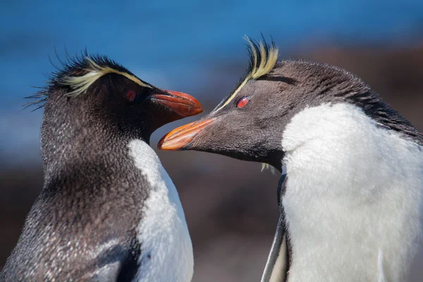 Pinguim Rockhopper na Patagônia — Fotografia de Stock