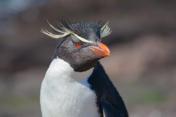 Rockhopper 企鹅在巴塔哥尼亚 — 图库照片