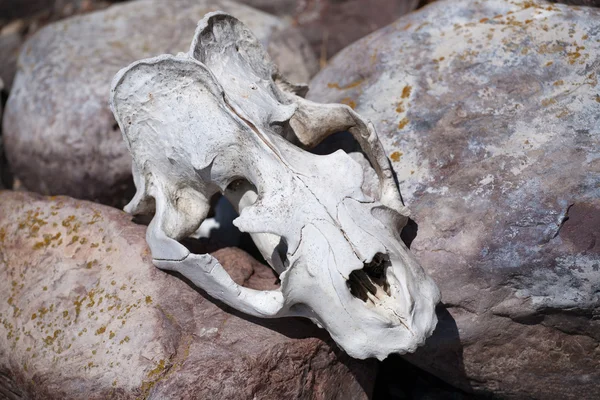 Animal scull on the stone — Stock Photo, Image