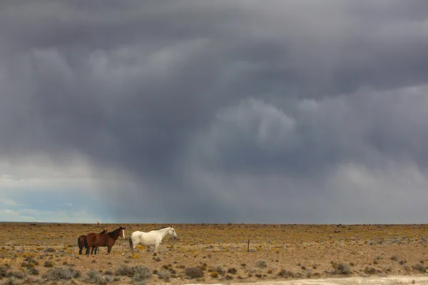 Paarden in de Patagonische pampas — Stockfoto