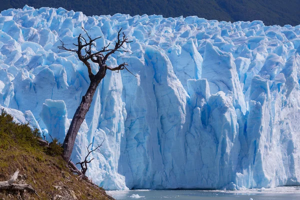 Träd på glaciären perito moreno — Stockfoto