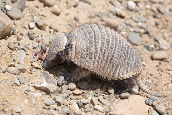 ARMADILLO —  Fotos de Stock