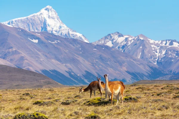 Milli park perito moreno Buzulu içinde vahşi lamaları — Stok fotoğraf