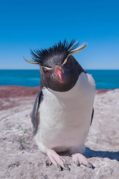 Rockhopper 企鹅，巴塔哥尼亚 — 图库照片