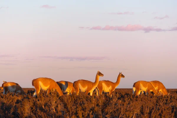 Una mandria di guanacos nelle Pampas al tramonto — Foto Stock