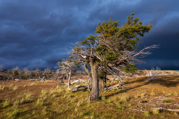 Dramatic landscape with a tree — Stock Photo, Image
