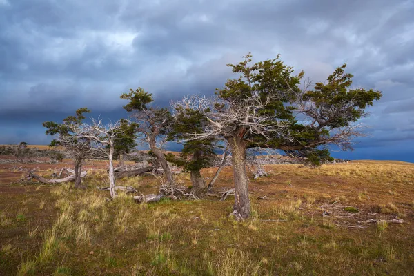 Dramatische Landschaft mit einem Baum — Stockfoto