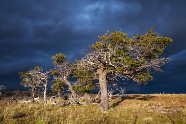 나무와 극적인 풍경 — 스톡 사진