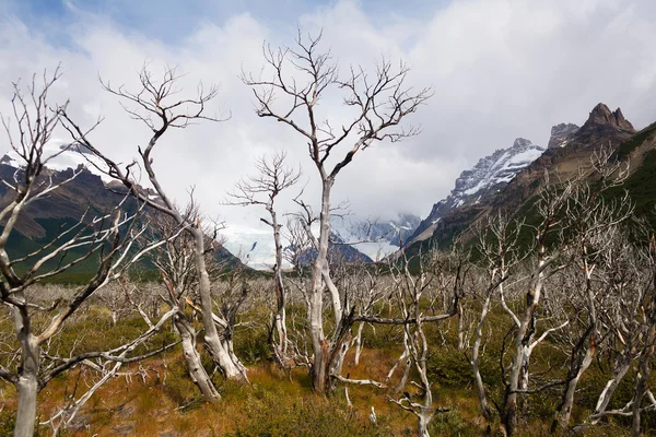 Dead trees on Mount Fitz Roy in Patagonia Stock Photo