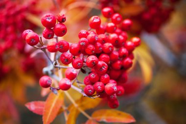 parlak üvez meyveleri ağaç