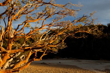 Ağaçlı sonbahar manzarası