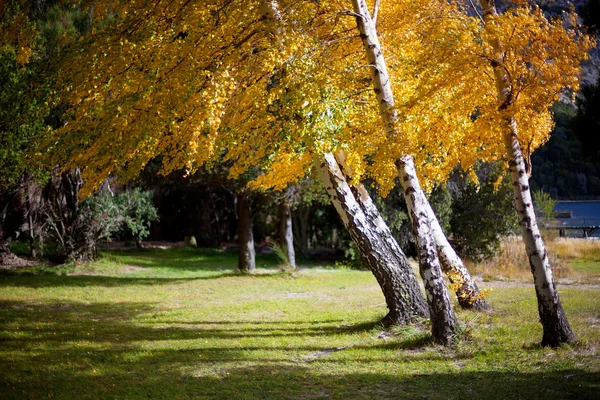 Feuillage d'automne sur les arbres — Photo