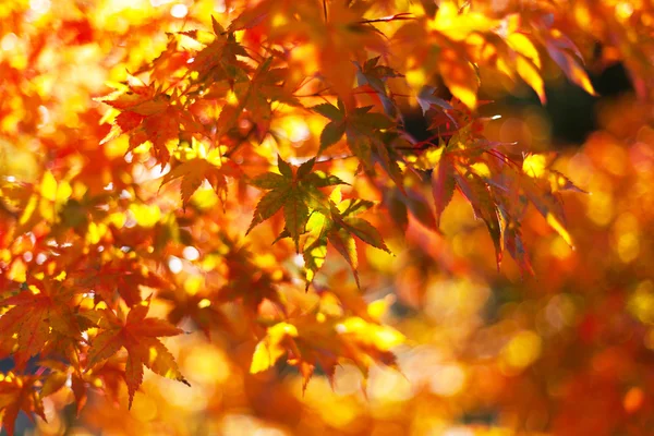 De kleuren van de herfst — Stockfoto