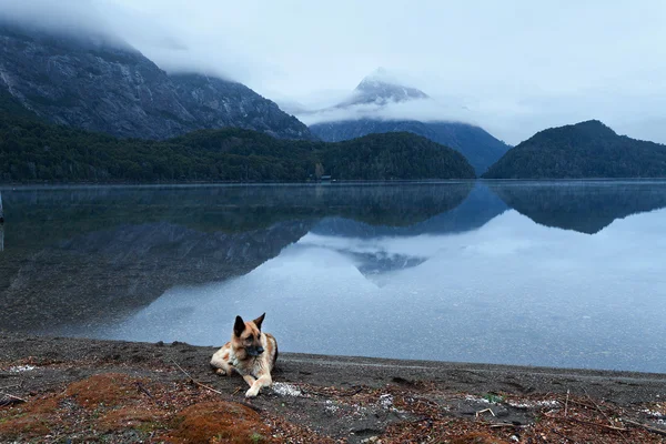 A hegyi tó közelében fekvő kutya — Stock Fotó