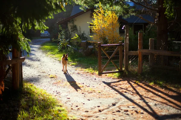 Huset med hund i skogen höst — Stockfoto