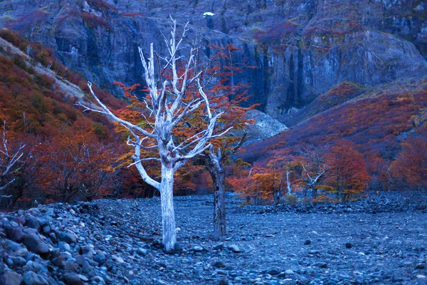Ağaçlı sonbahar manzarası — Stok fotoğraf