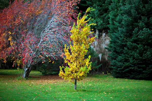 Fogliame autunnale — Foto Stock