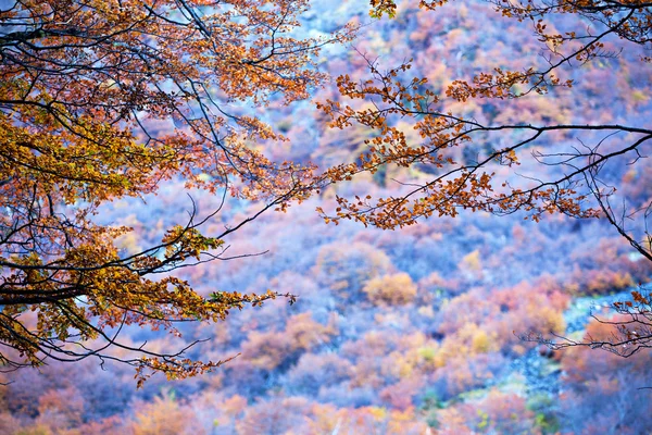 Herfst bomen — Stockfoto