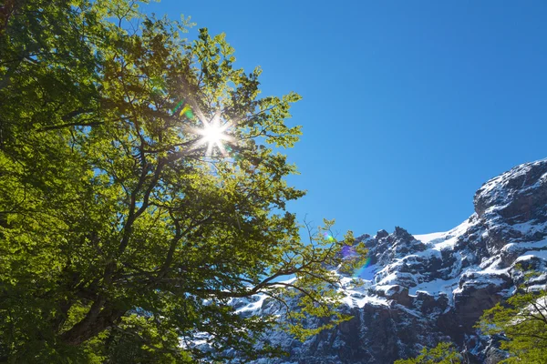 Lente boom — Stockfoto