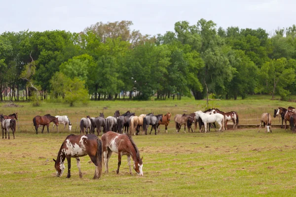 Rebaño de caballos pastando — Foto de Stock