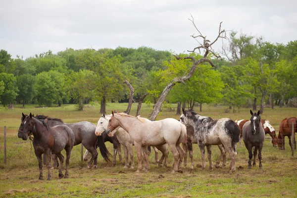 Herd of horses grazing — Stock Photo, Image