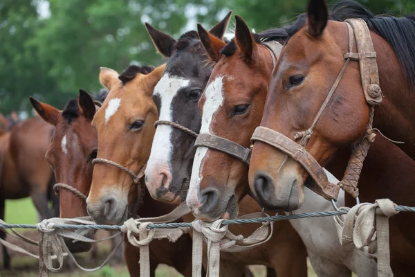 Cavalos em uma coleira — Fotografia de Stock