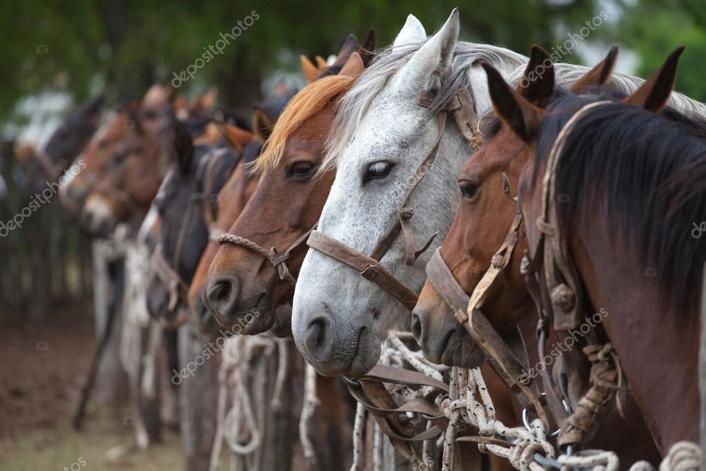 Horses on a leash — Stock Photo © sunsinger 17709501