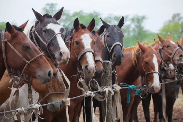 Caballos con correa — Foto de Stock