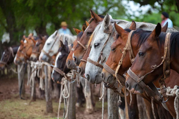 Caballos con correa — Foto de Stock